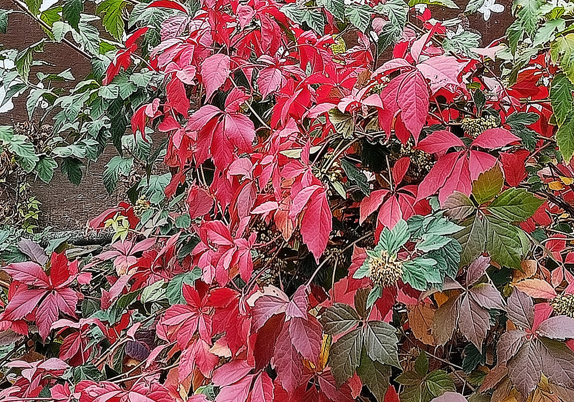 Осень - художница! - Валентина  Нефёдова 