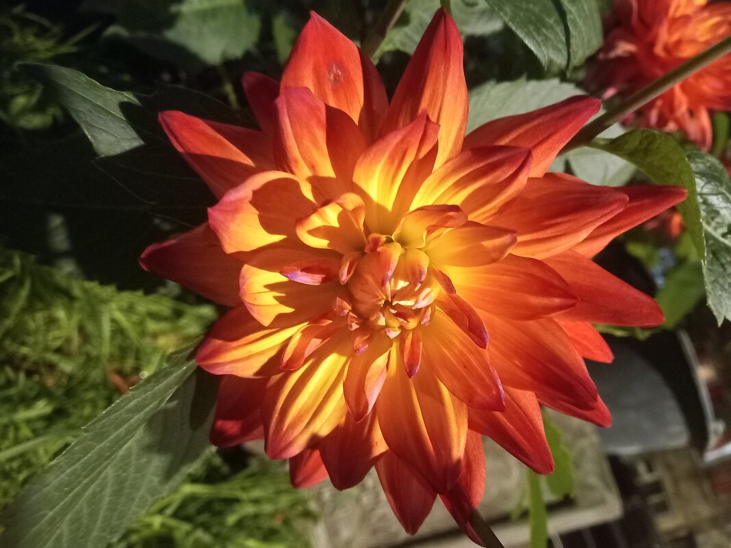 Георгин - Сапсан 