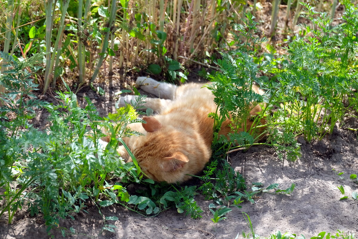 Крепкий и здоровый сон - Валерий Судачок Крепкий и здоровый сон - Валерий Судачок