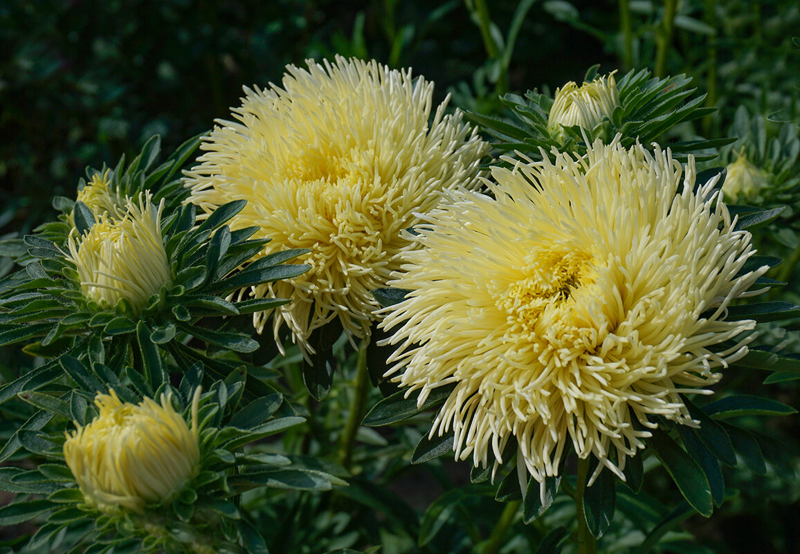 Цветы осени - Ольга 