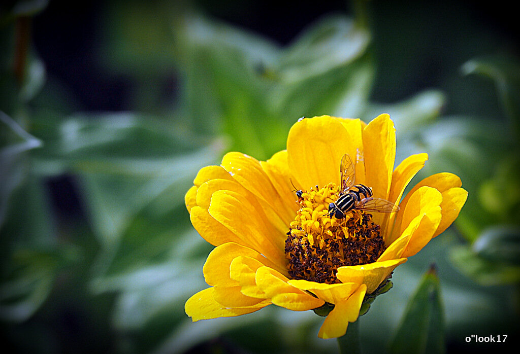 они на радость нам даны - Олег Лукьянов они на радость нам даны - Олег Лукьянов