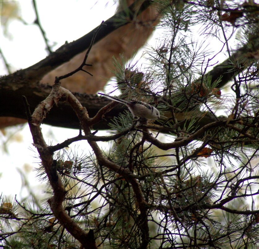 Длиннохвостая синица - Сергей Владимирович Егоров