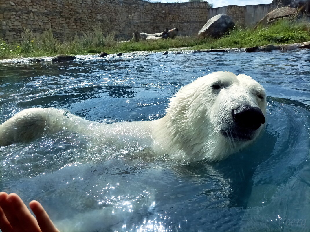 Купание белого медведя - Veera V Купание белого медведя - Veera V