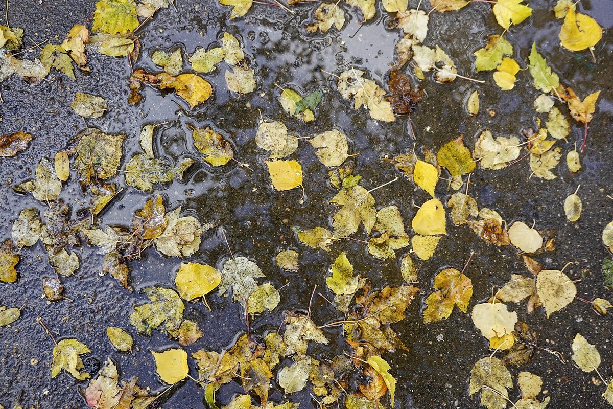 Осень под ногами - Валерий Иванович