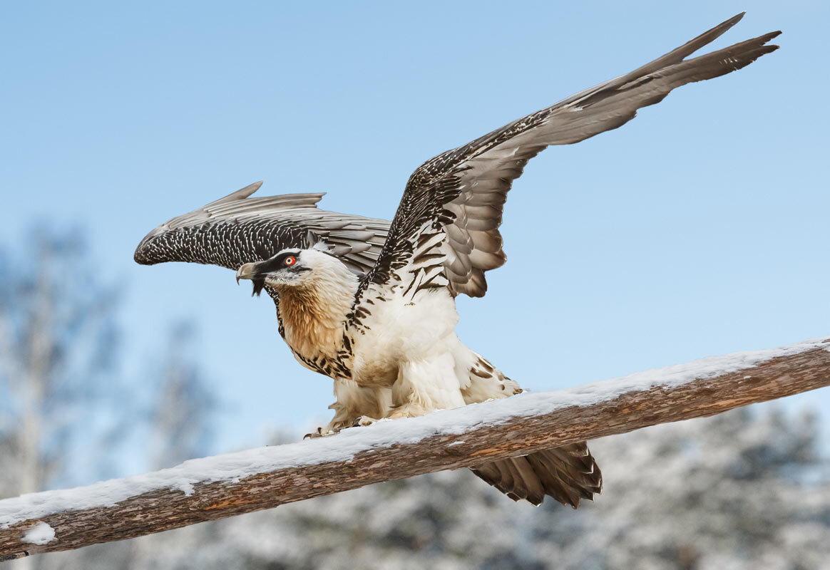 Бородач - SanSan 