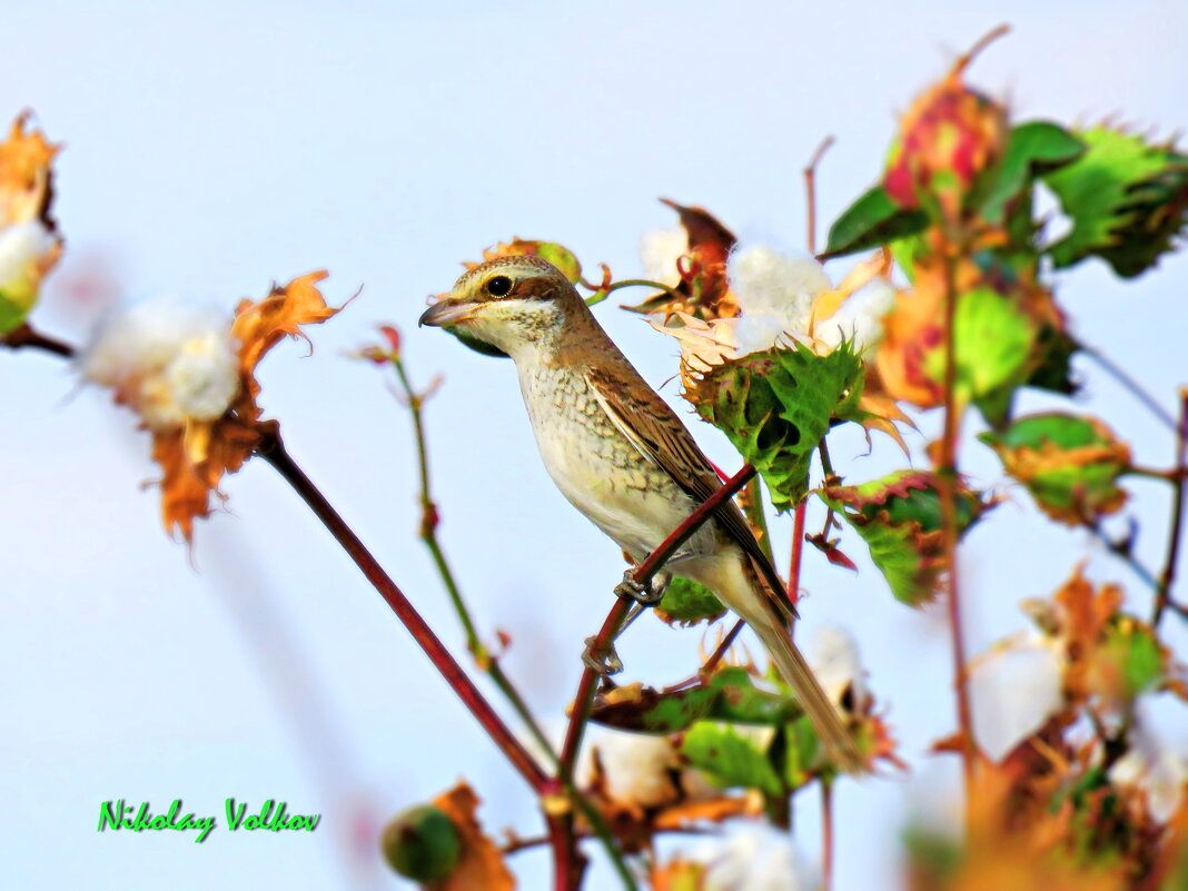 Сорокопут на веточке хлопка - Николай Волков