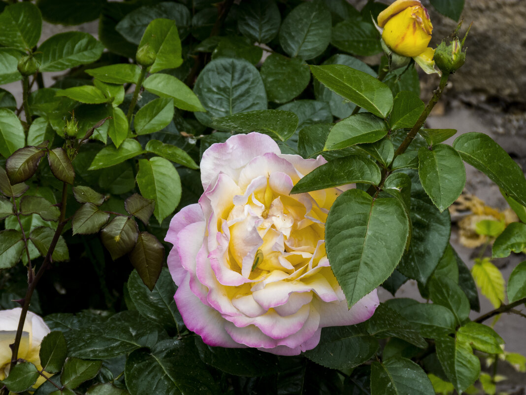 Глория  Дей - Валентин Семчишин