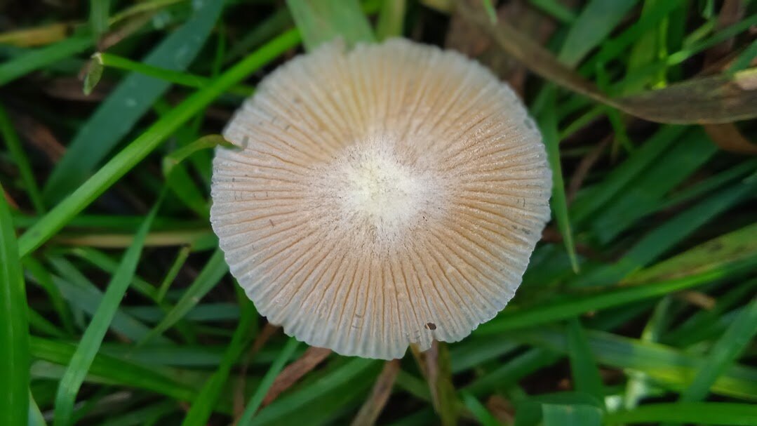 поганка - Елена Шаламова