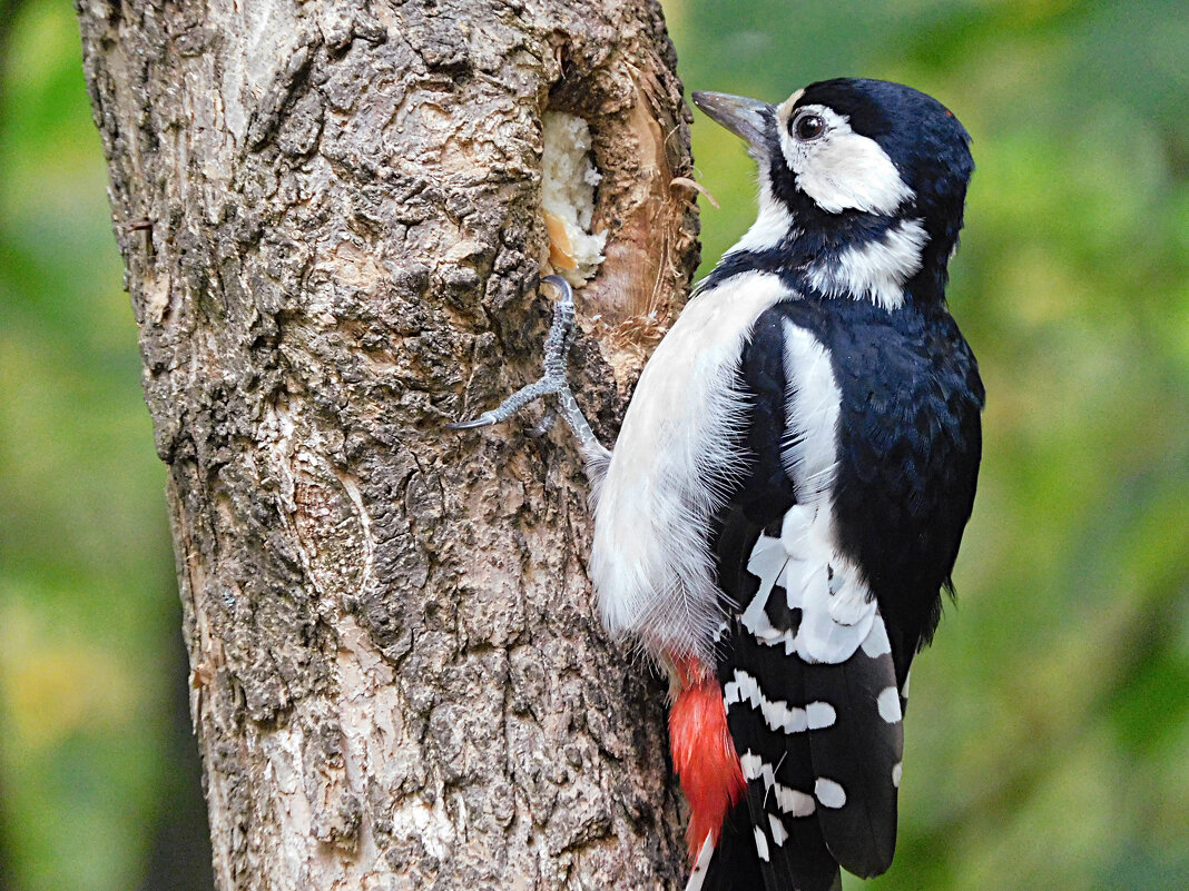 Самка БПД - Лина 