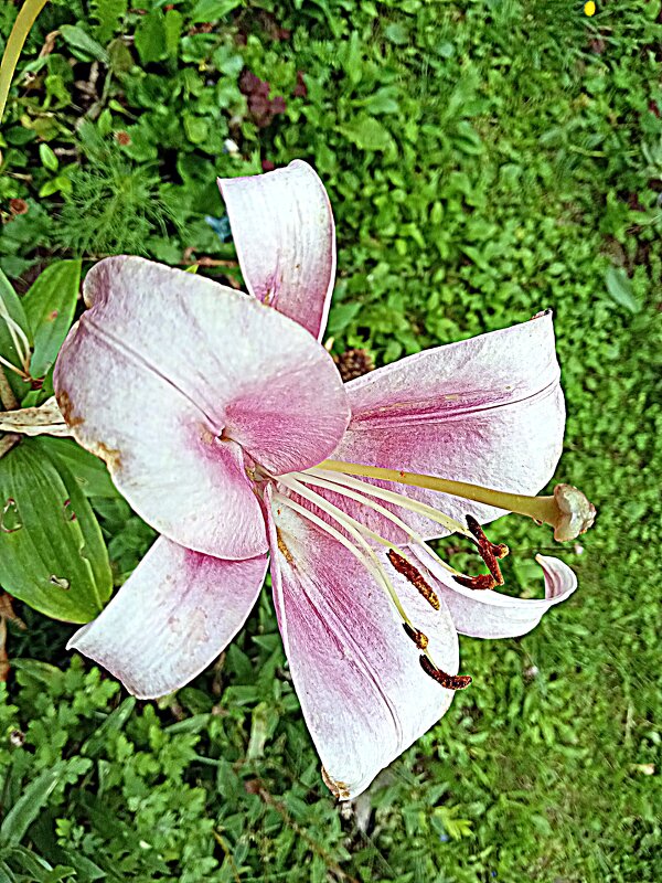 Цветы. - Владимир Драгунский