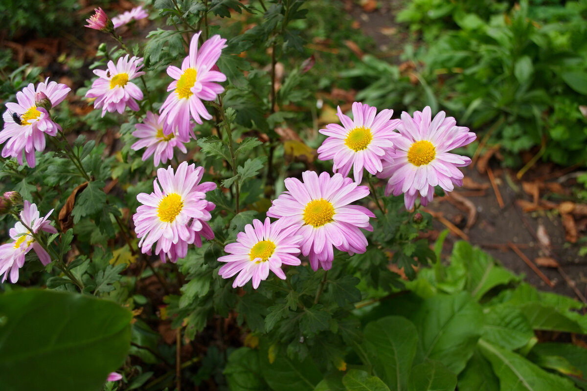 Астра альпийская - Александр Лычагин