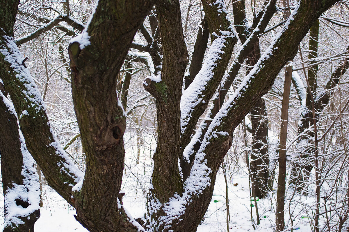 Стволы деревьев присыпанные снегом - Александр Лычагин Стволы деревьев присыпанные снегом - Александр Лычагин