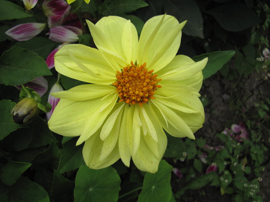 Солнечная георгина - Людмила Смородинская