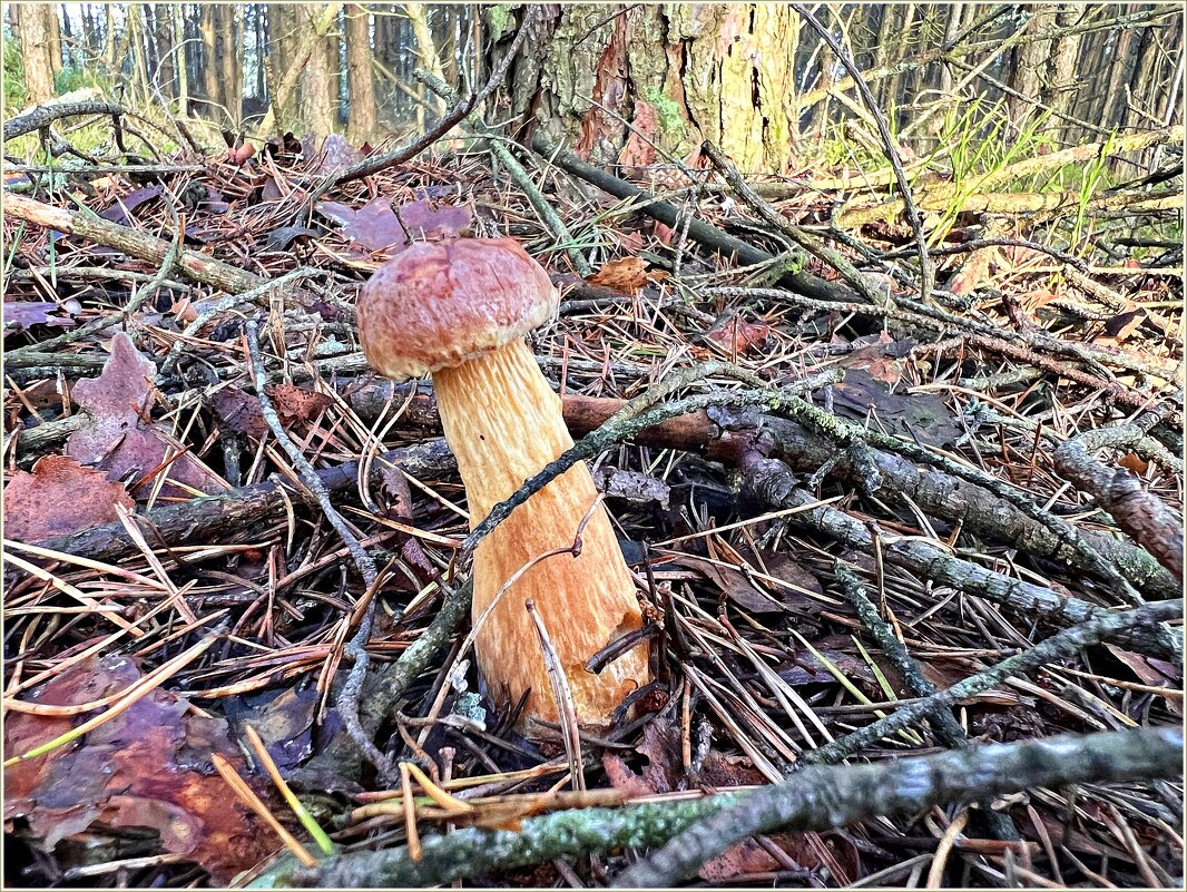 Золотистый боровик. - Валерия Комова