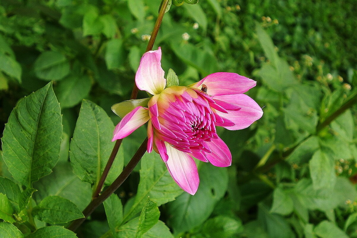 Георгина - Рита Симонова