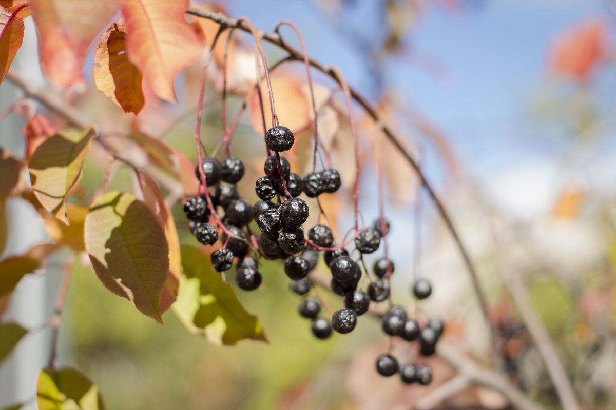 Черноплодная рябина - Тамара Федорова