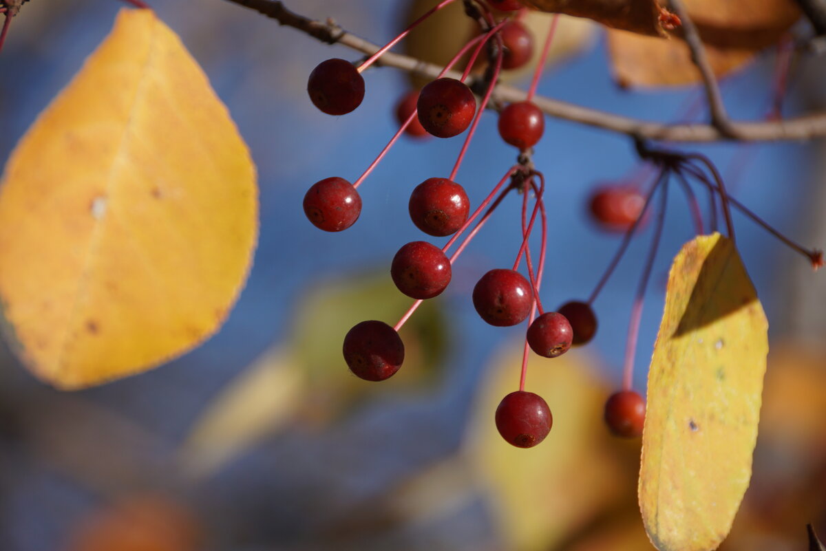 Дикие ранетки - Наталия Григорьева