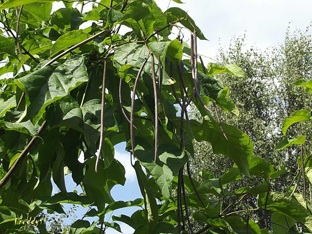 Катальпа - Freddy 97