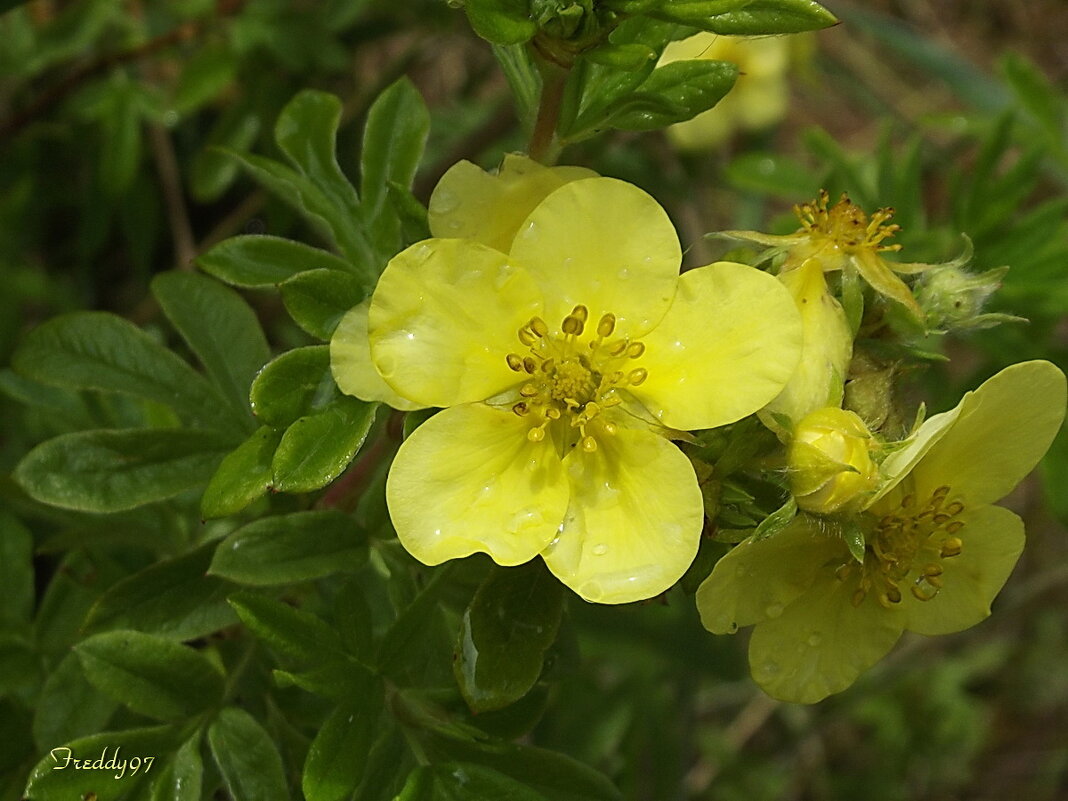 Лапчатка - Freddy 97