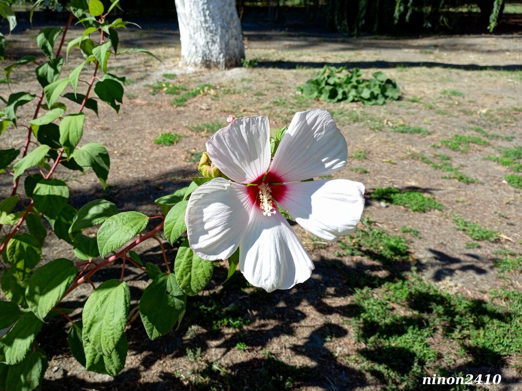 Осень в парке Октября - Нина Бутко