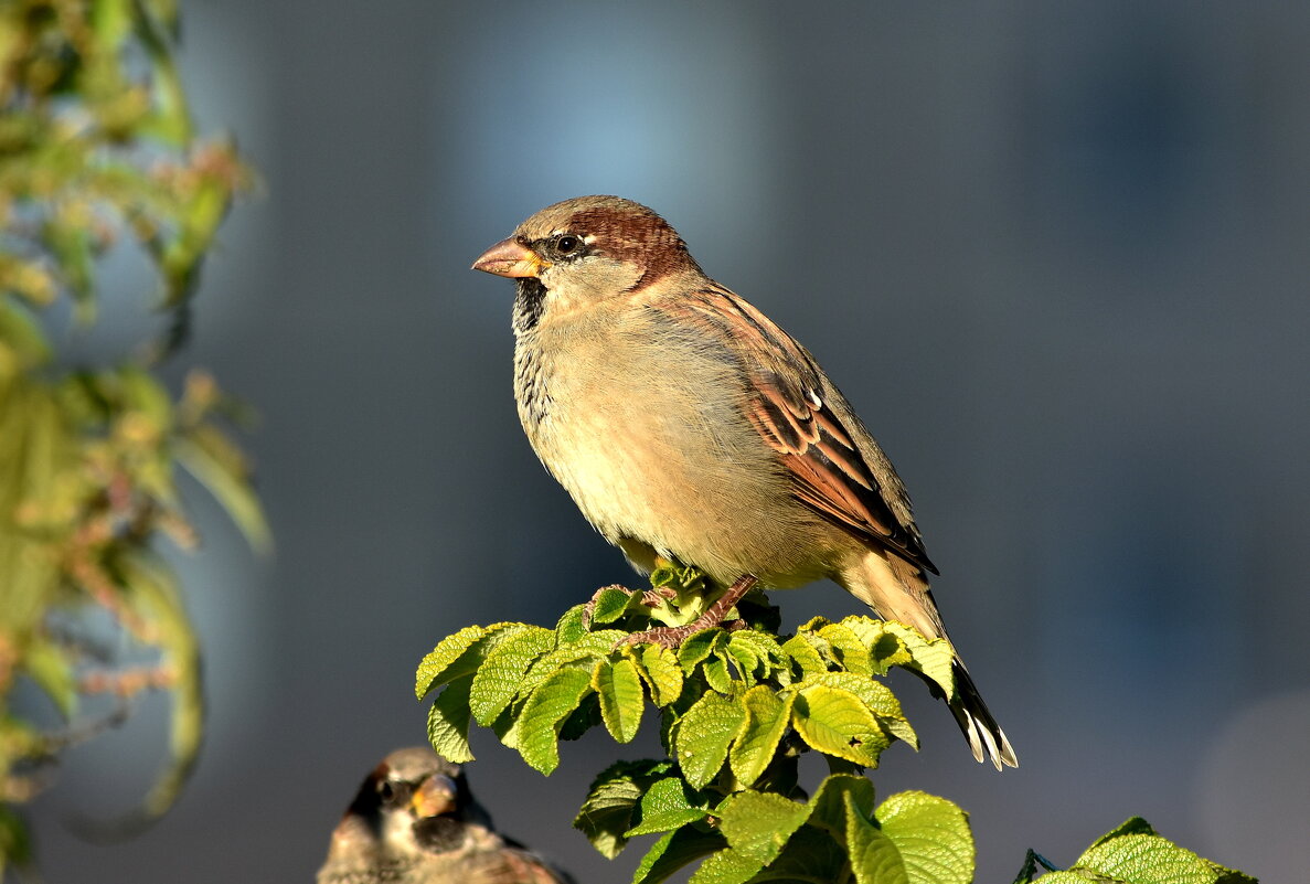 Воробей. - Алексей .
