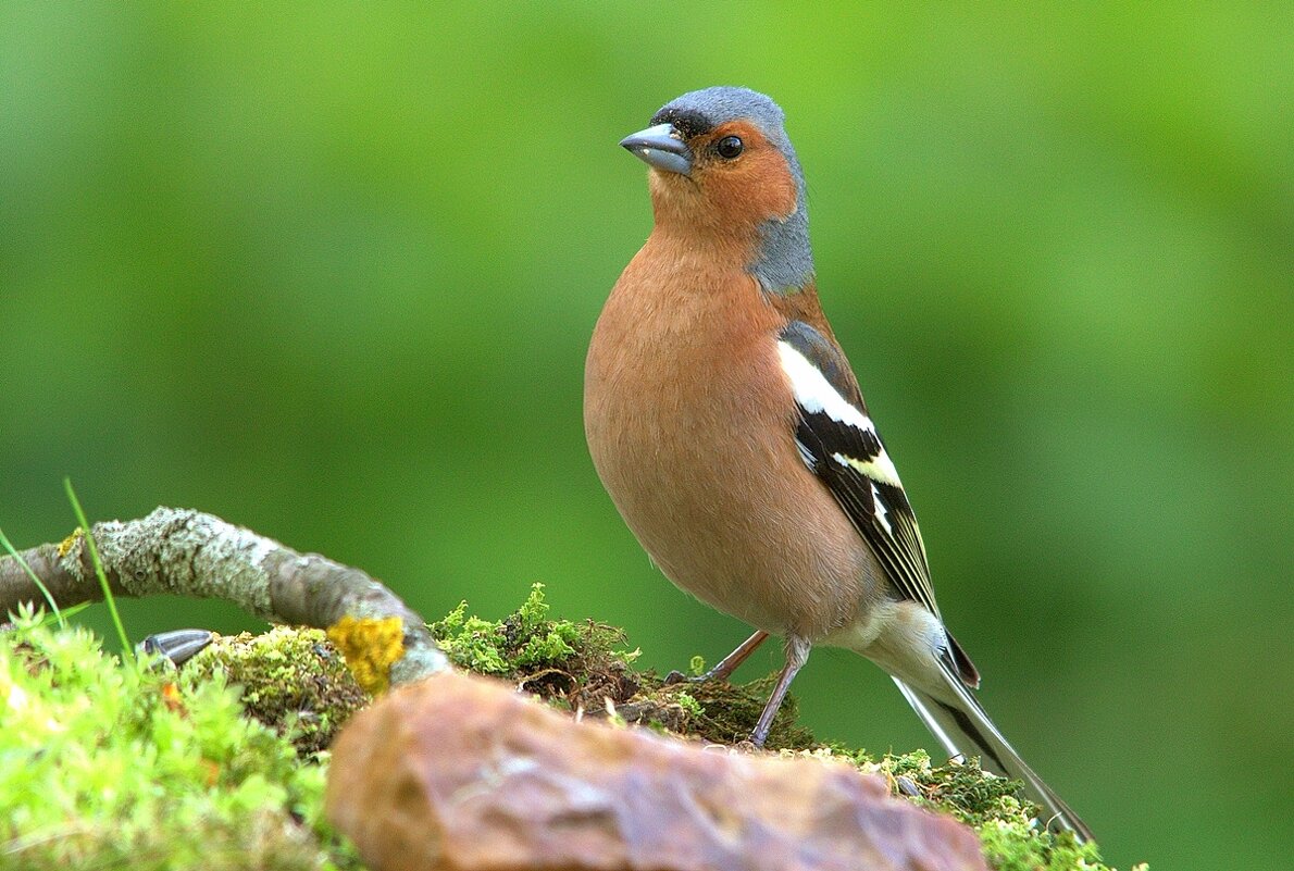 ... - Вячеслав Минаев