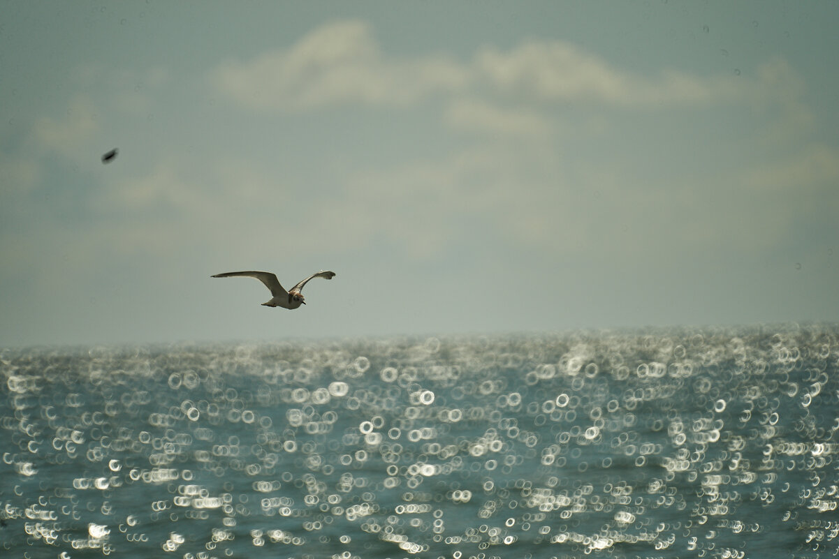 чайка над морем - Александр Леонов