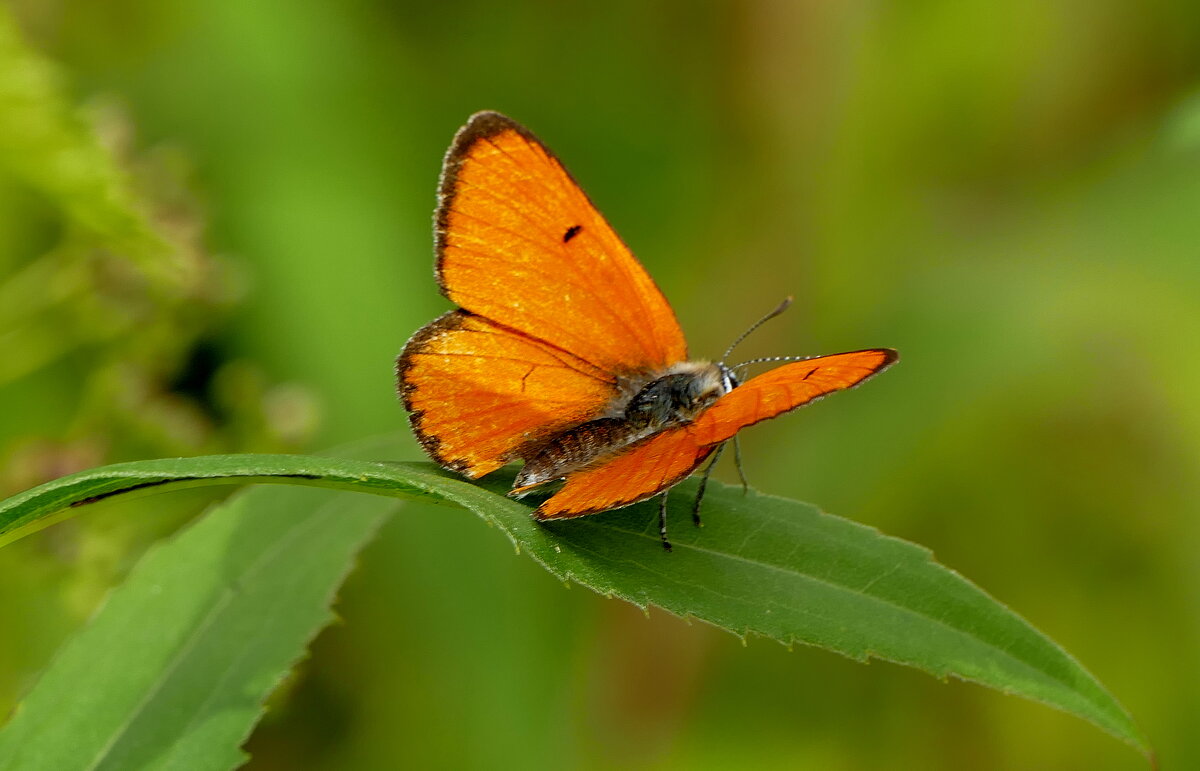опять про бабочек 17 - Александр Прокудин