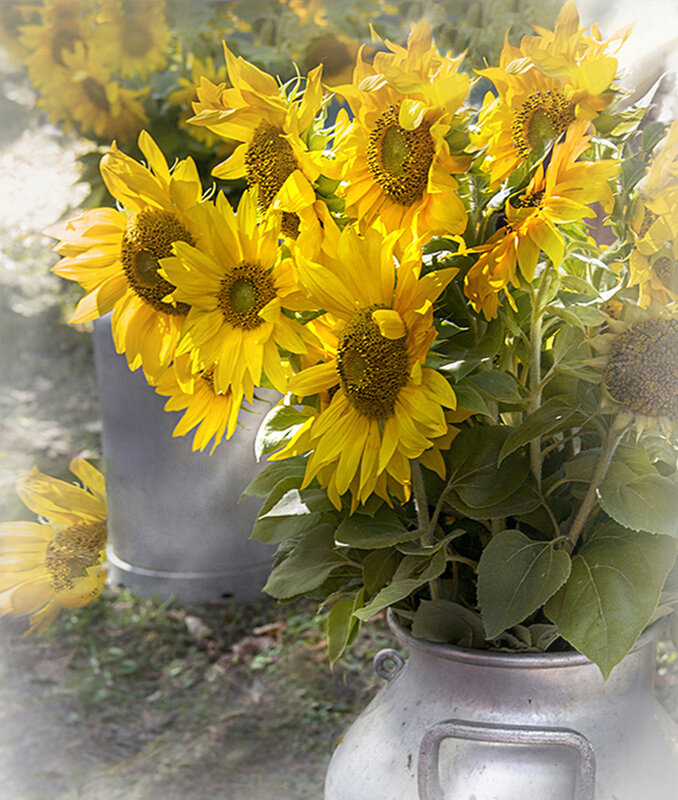 Подсолнухи августа. - Bosanat 