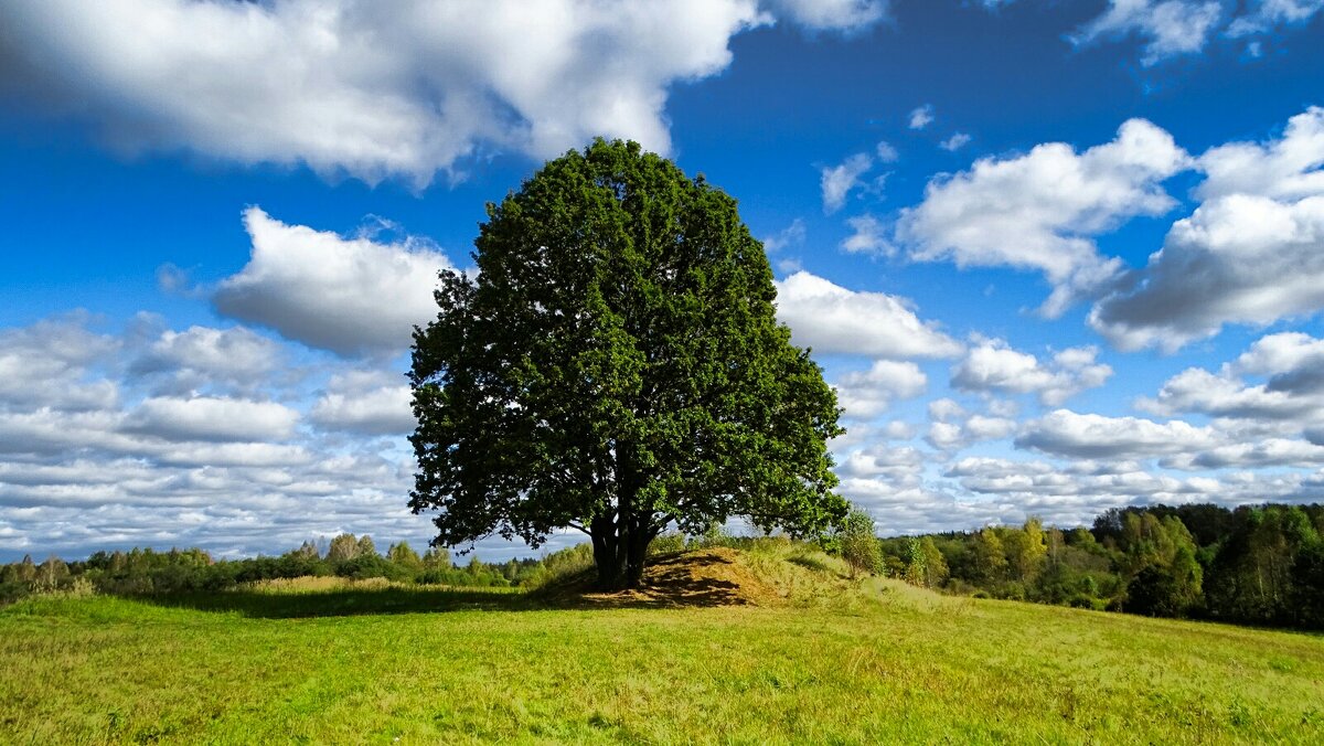 Одинокий, могучий дуб на поле. - Милешкин Владимир Алексеевич 