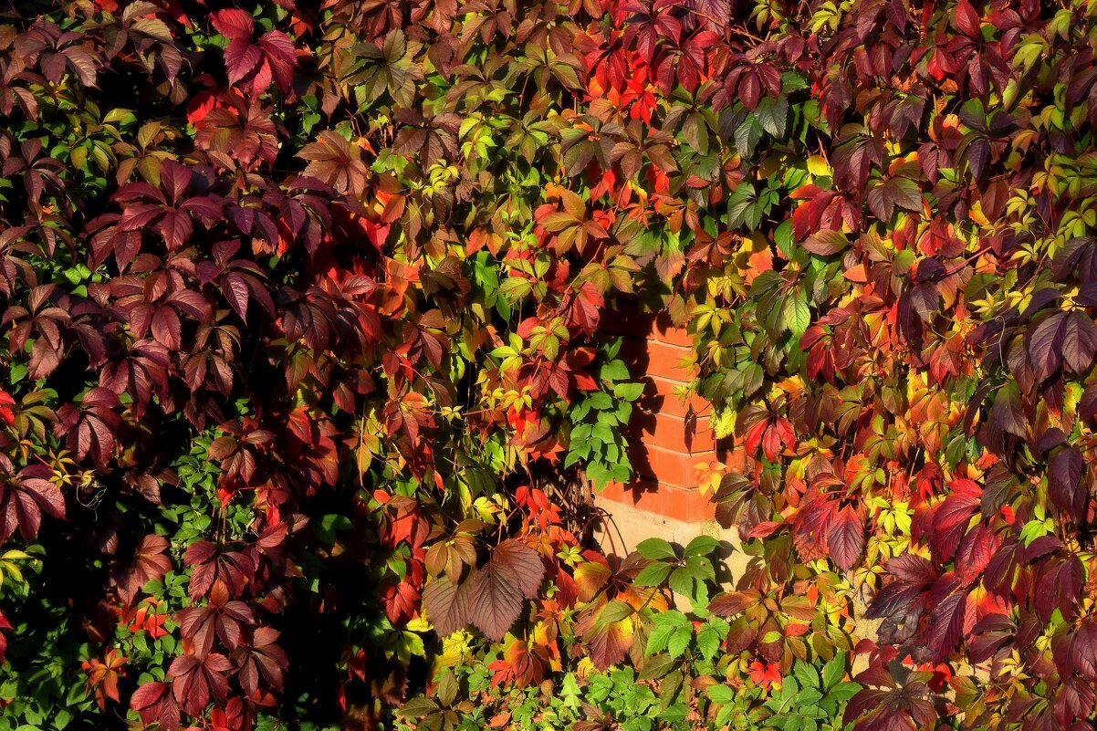 Сентябрь дарит октябрю палитру красок. - Татьяна Помогалова
