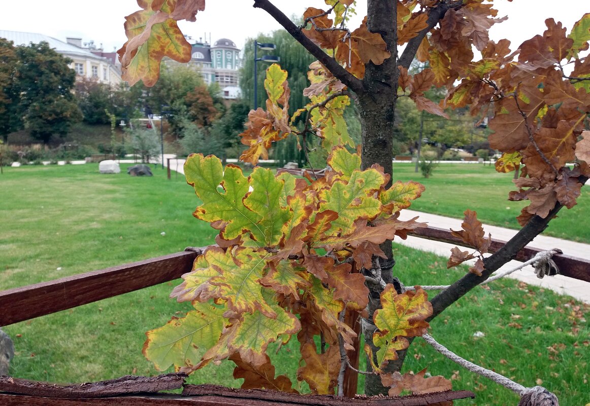 Листья дуба - Galina Solovova Листья дуба - Galina Solovova