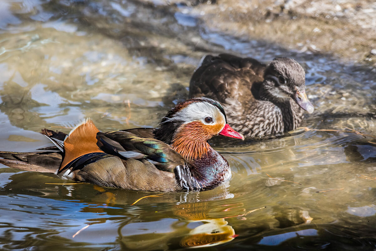 Мандаринка - SanSan 