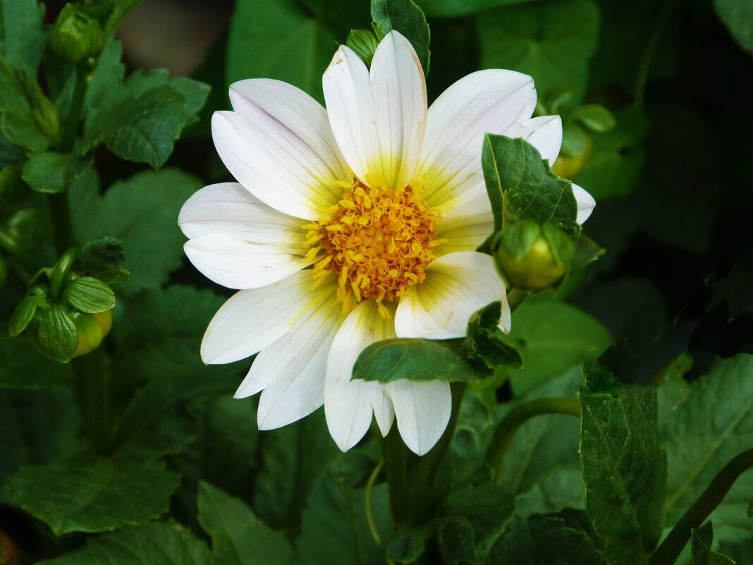 Белая  Георгина - Валентин Семчишин