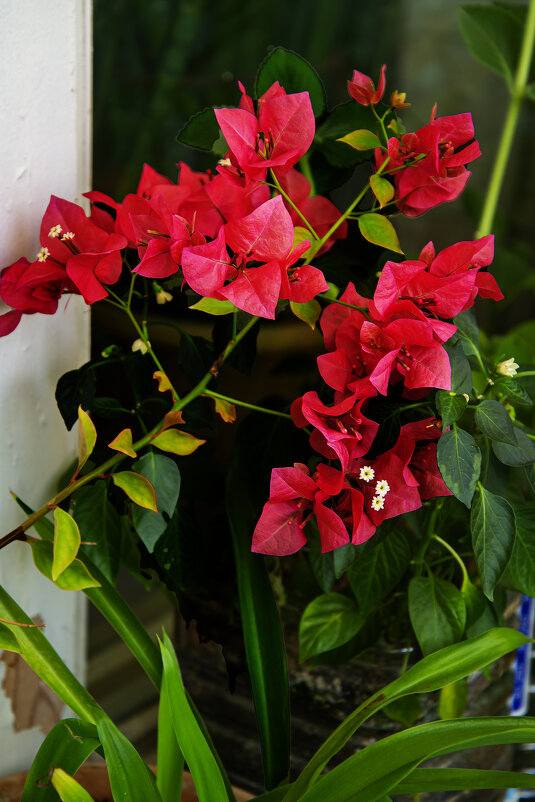 Бугенвилия - Анатолий Чикчирный