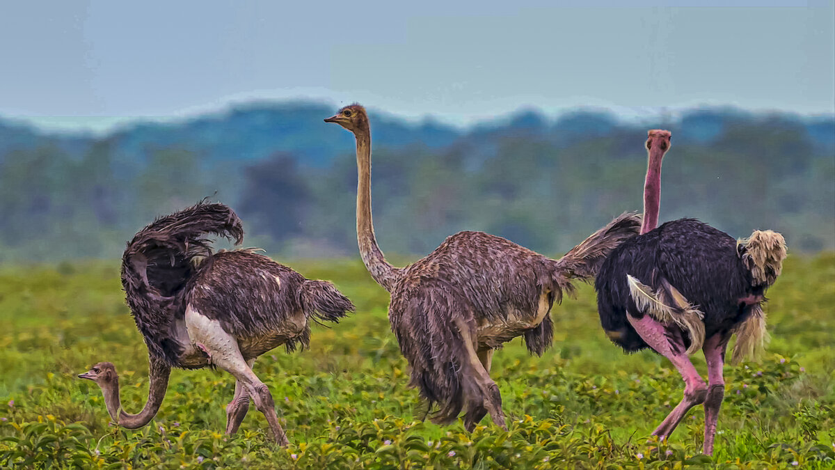 Африканские страусы - Aleksey Afonin