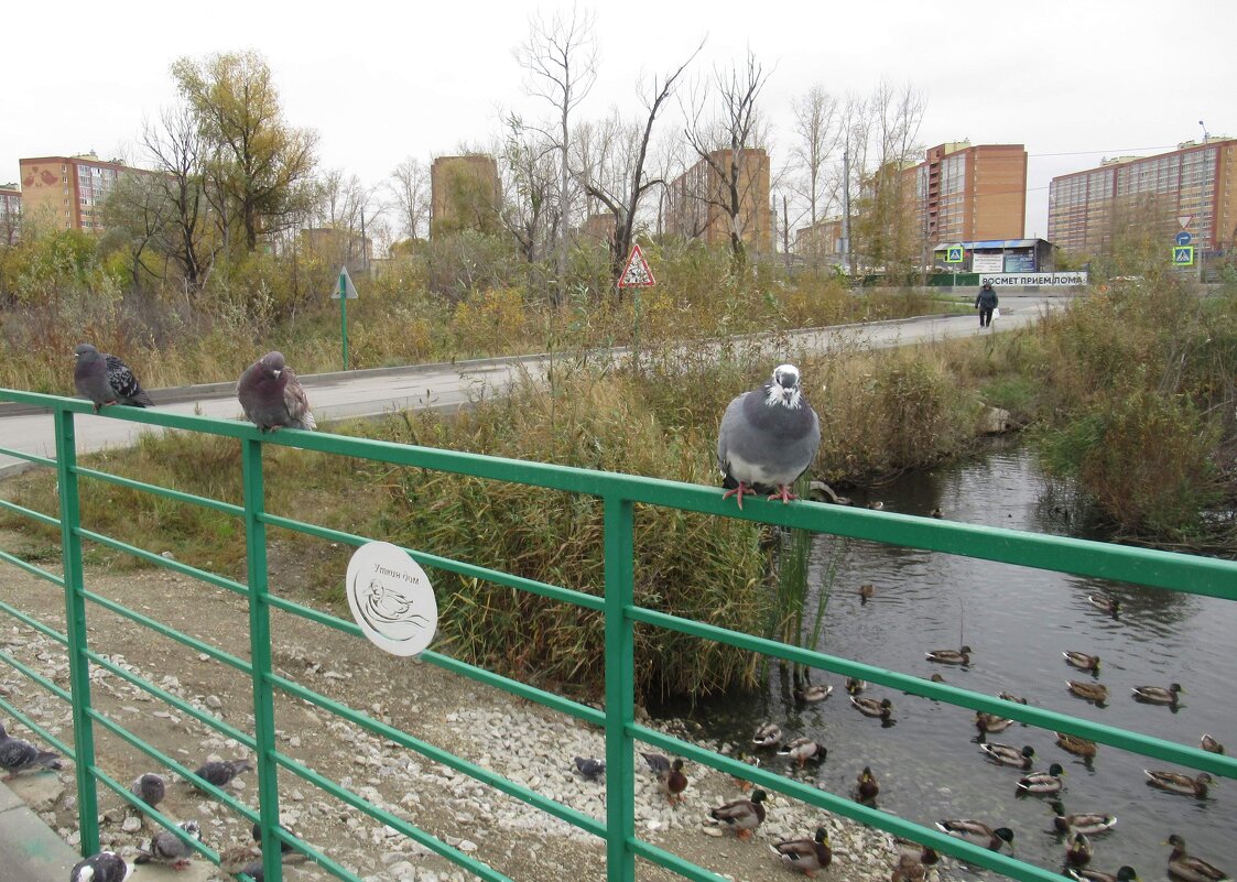Гости Уткиного Дома - Андрей Макурин