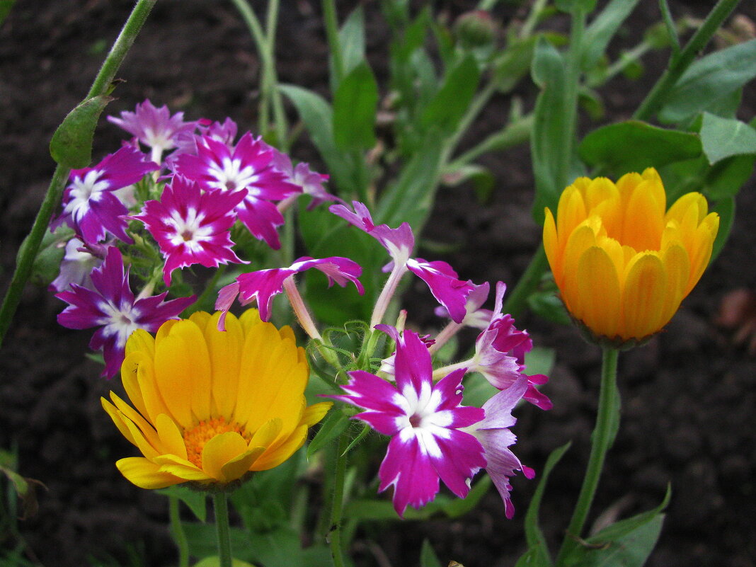 Красота - Людмила Смородинская