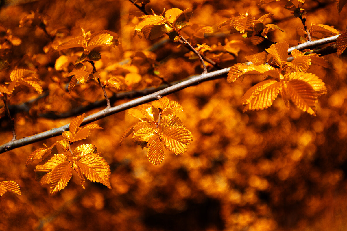 золотые молодые листья вяза - Александр Лычагин