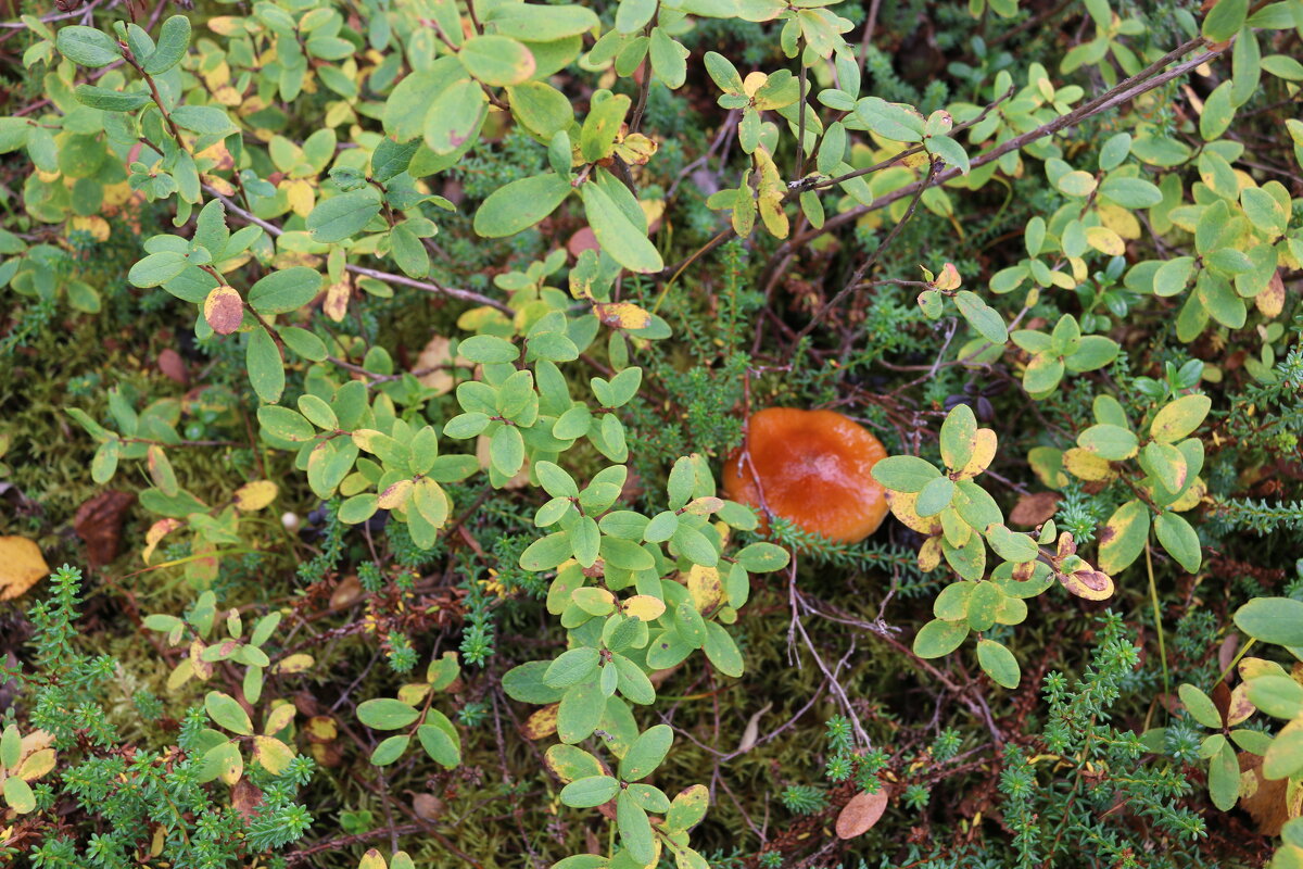 На лесных дорожках - Ольга 