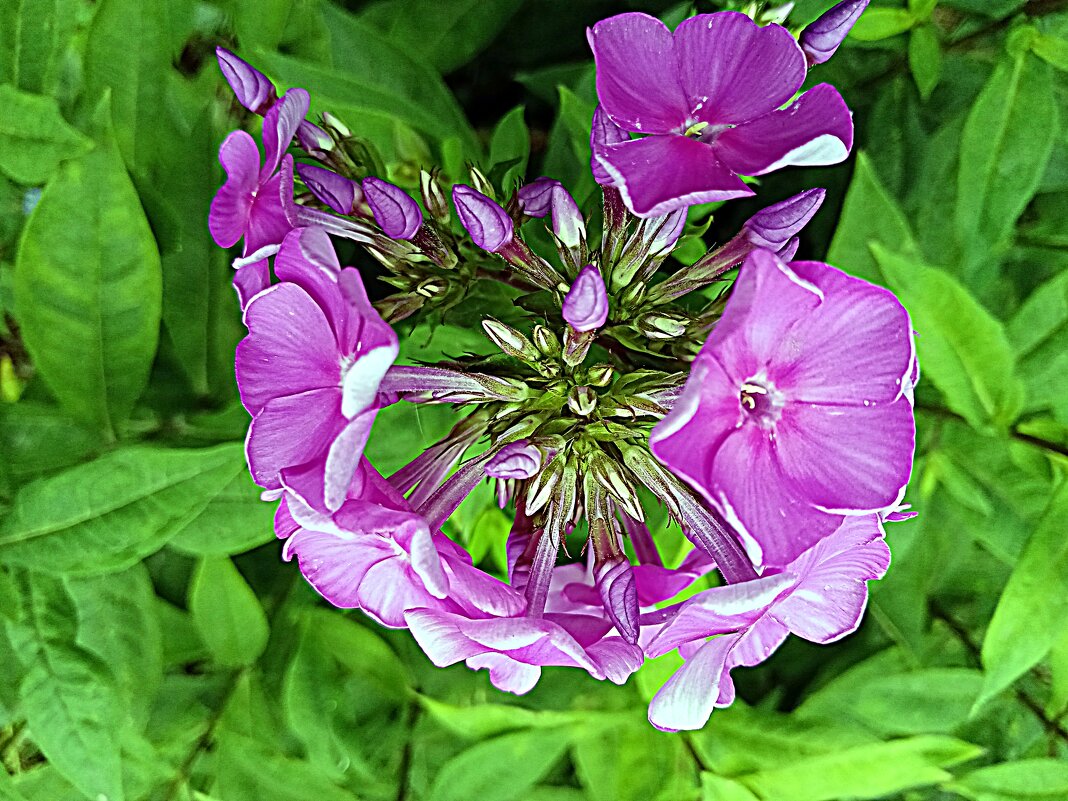 Цветы. - Владимир Драгунский