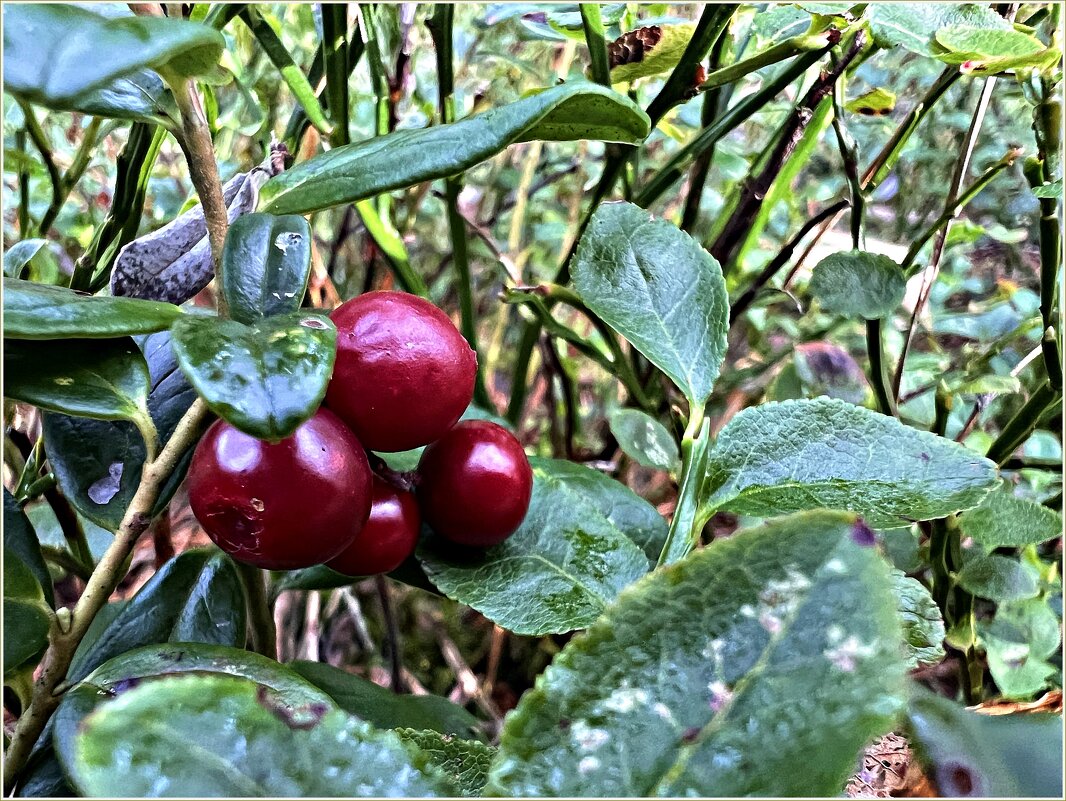 Брусничка. - Валерия Комова