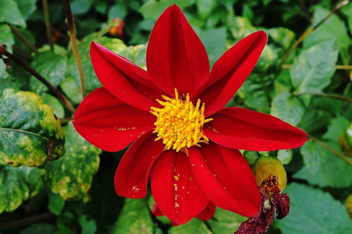 Георгины Веселые ребята - Рита Симонова