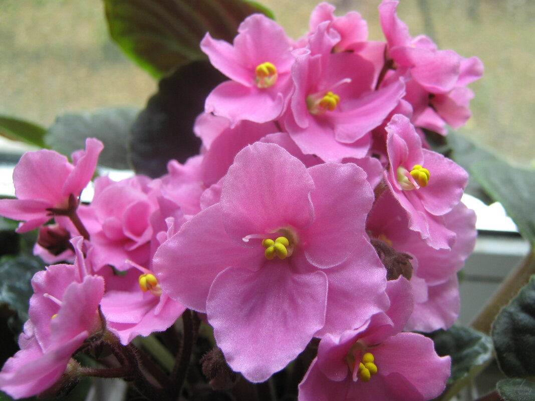 Моя фиалка - Елена Семигина