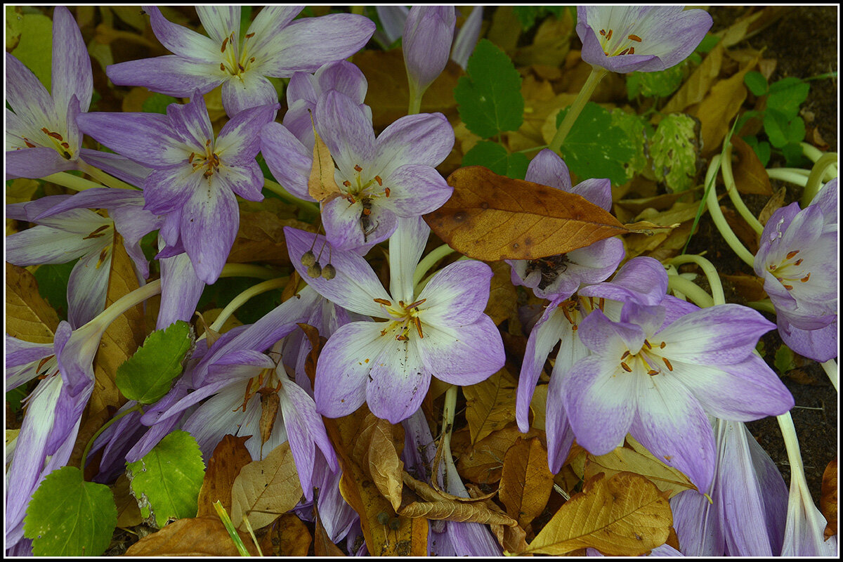 В осеннем убранстве - Aleksandr Gal