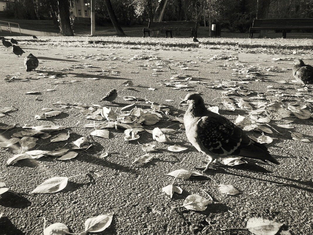 Не забывайте кормить птиц! - Денис Безногов