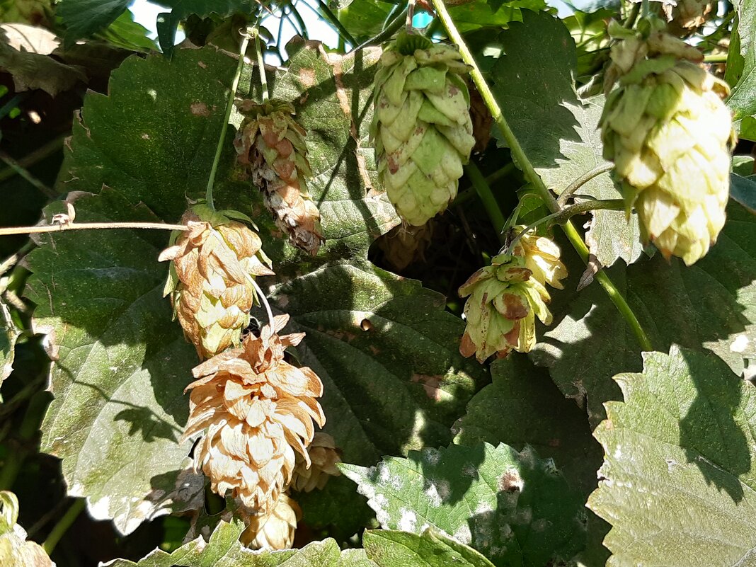 Хмель обыкновенный - Галина Минчук Хмель обыкновенный - Галина Минчук