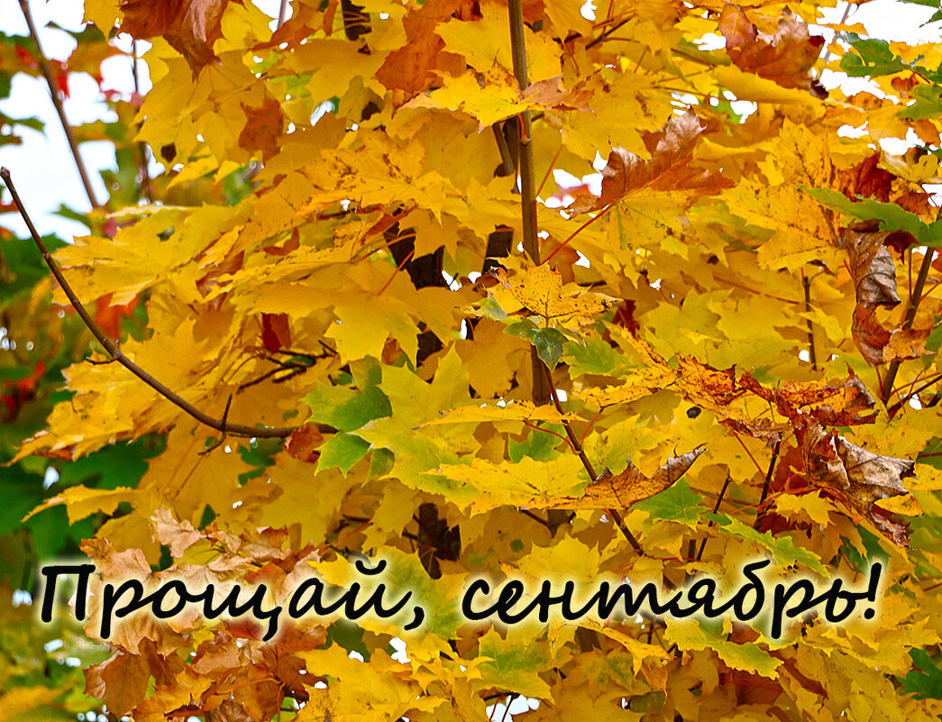 *** - Светлана 