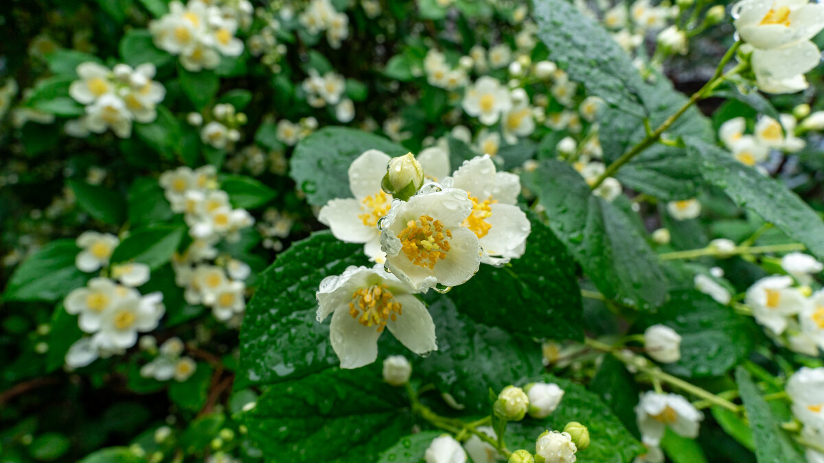 После дождя - Владимир Иванович