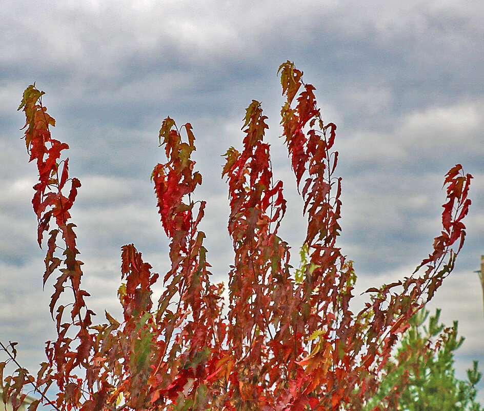 На фоне осеннего неба - Светлана 